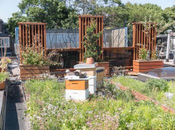Amazing rooftop beekeeping