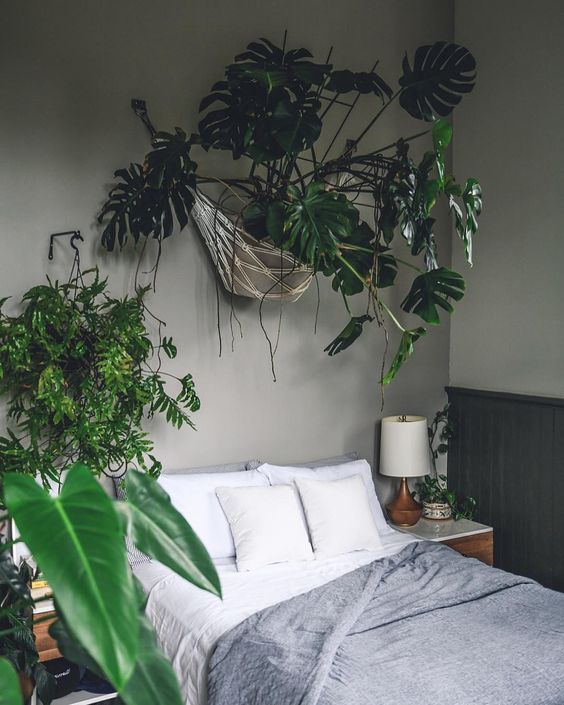 Bedroom-hanging-monstera