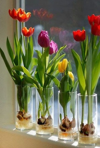 Colorful windowsill Bring Your Spring Vibe More For Home Decoration With The Beauty Of Tulips