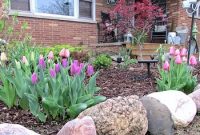 Tulips perfect for spring