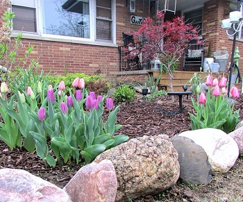 Tulips perfect for spring