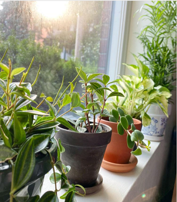 Windowsill garden Exhilarating Garden Ideas That Always Be In Trend And Style