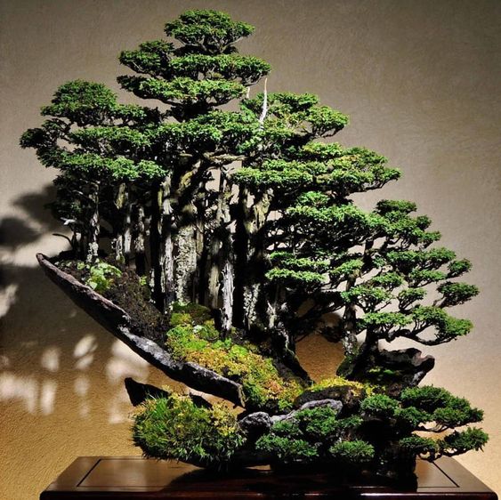 Amazing-indoor-bonsai