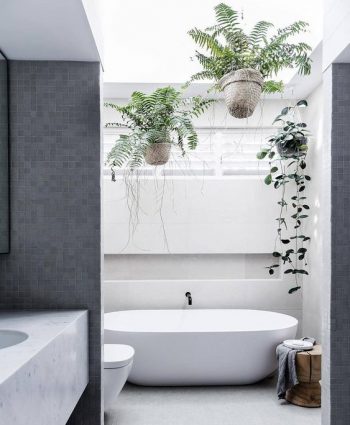 Minimalist bathroom with potted greenery