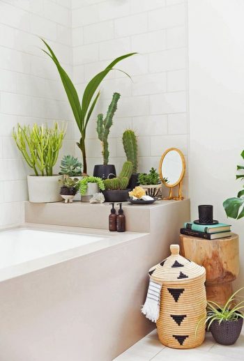 Potted cacti and succulents