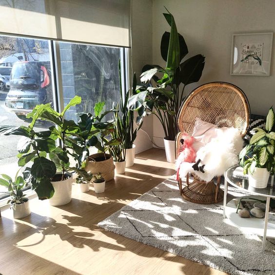 Stylish-modern-sunny-indoor-garden