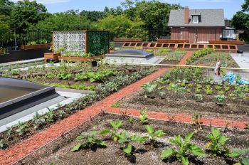 Vegetable gardening on your rooftop
