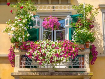 Vibrant floral display