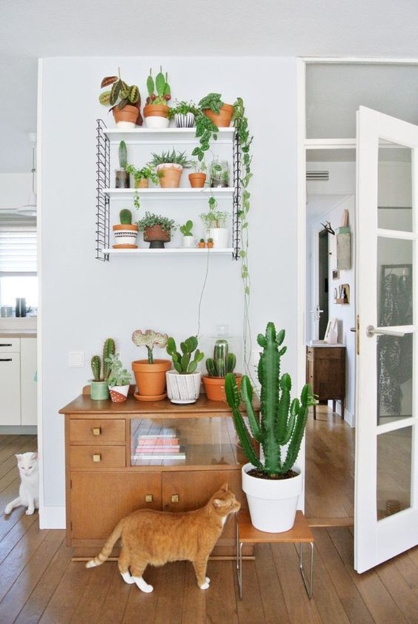 2-decorate-home-with-plants23
