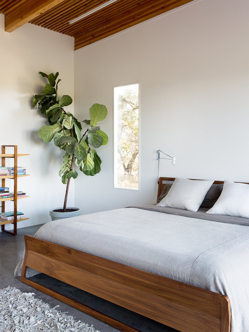 5-fiddle-leaf-fig-care-tips-domino-1