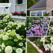 Pretty pink garden for an easy and elegant garden color theme 5