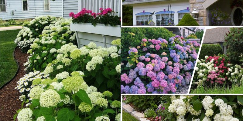 Pretty pink garden for an easy and elegant garden color theme 5