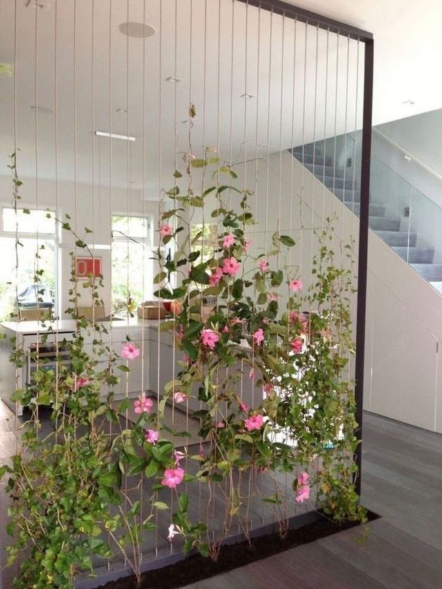 Beautiful-indoor-house-plants