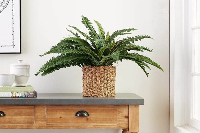 Best_fake_plants-650x433-1