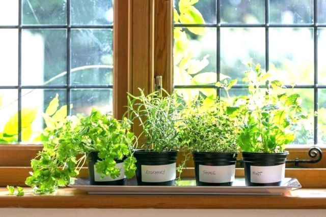 Hydroponic-herb-indoor-garden