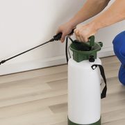 How to prevent insects w p. treatment