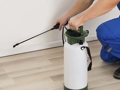How to prevent insects w p. treatment