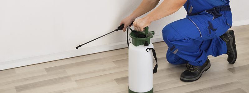 How to prevent insects w p. treatment