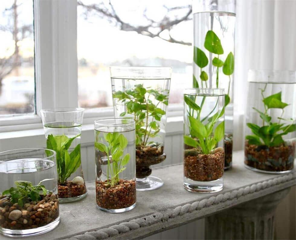 1-06-glass-vases-used-as-water-gardens