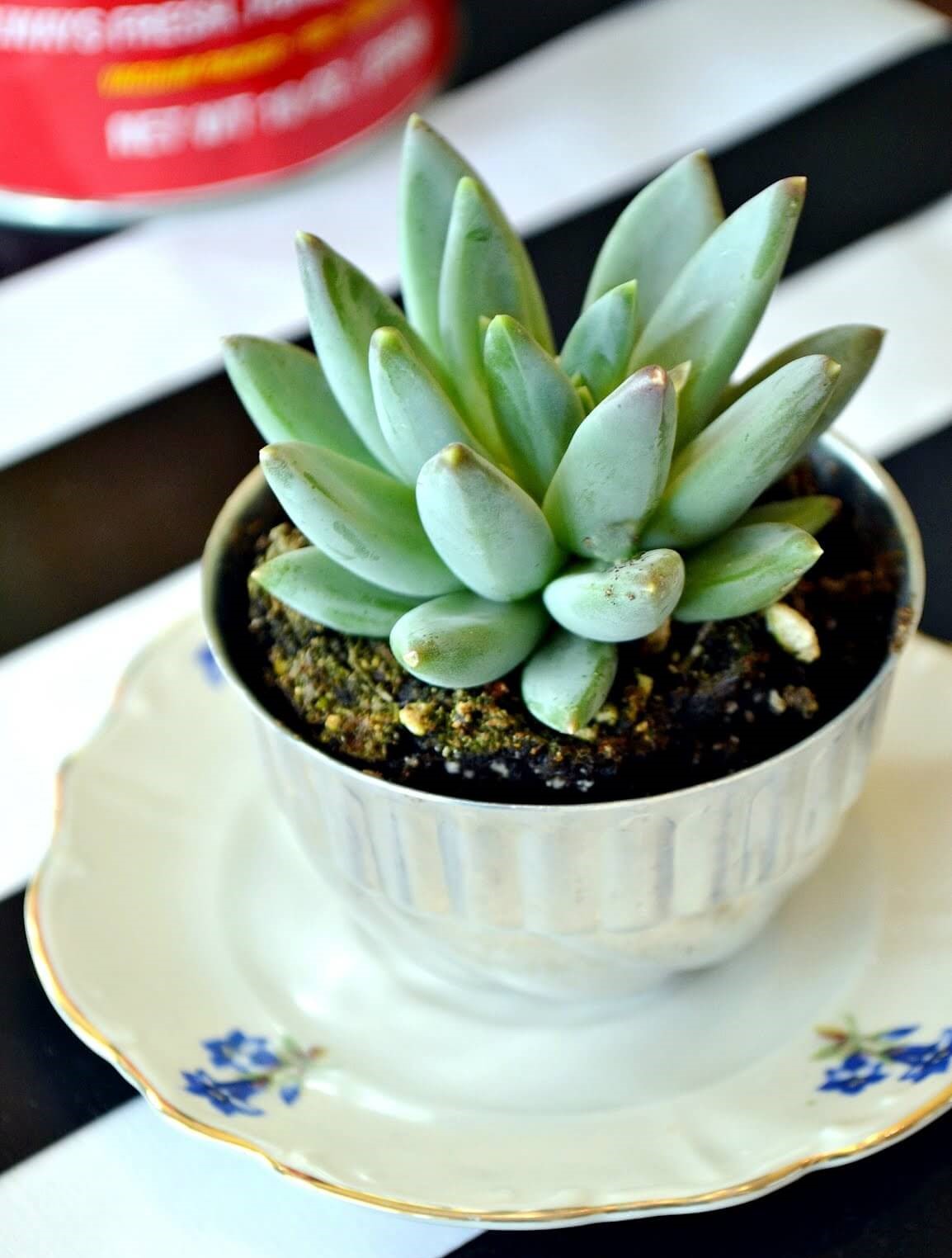 06c-teacup-mini-garden-ideas-homebnc-v2