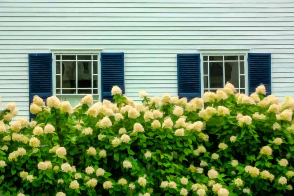 1-shutter-windows-hydrangea-hedge-apr082020-min