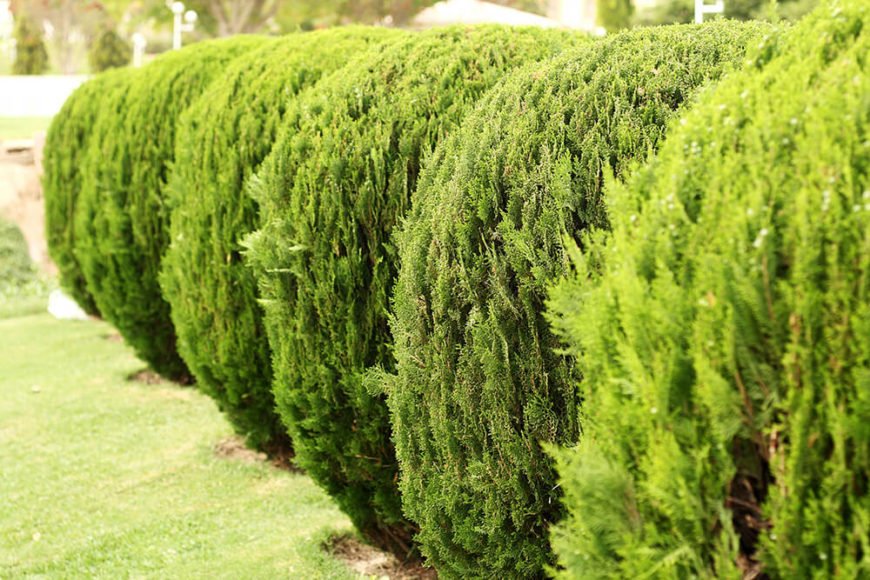 19-garden-hedge-designs-870x580-1
