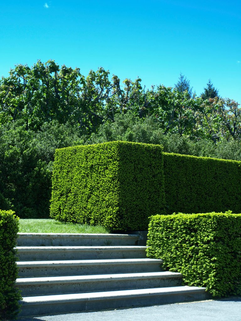 2-garden-hedge-designs-768x1024-1