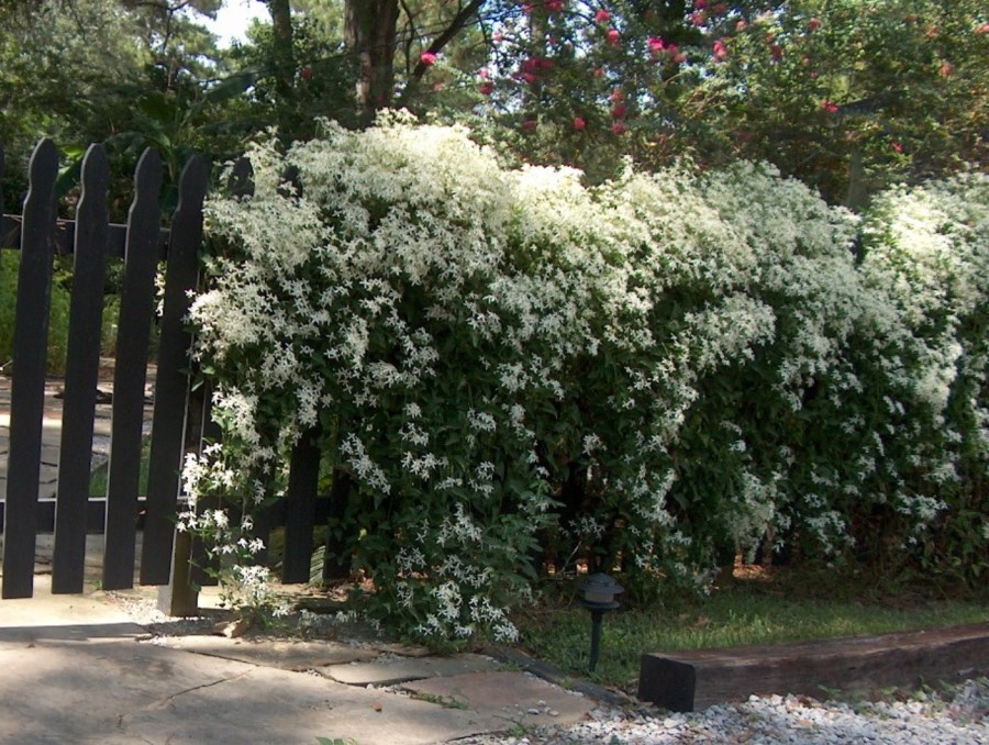 Clematis-is-a-popular-vine-selection