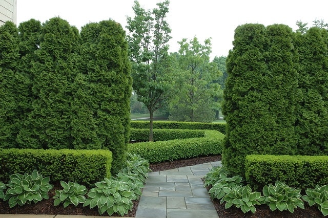 Grandiose-hedges