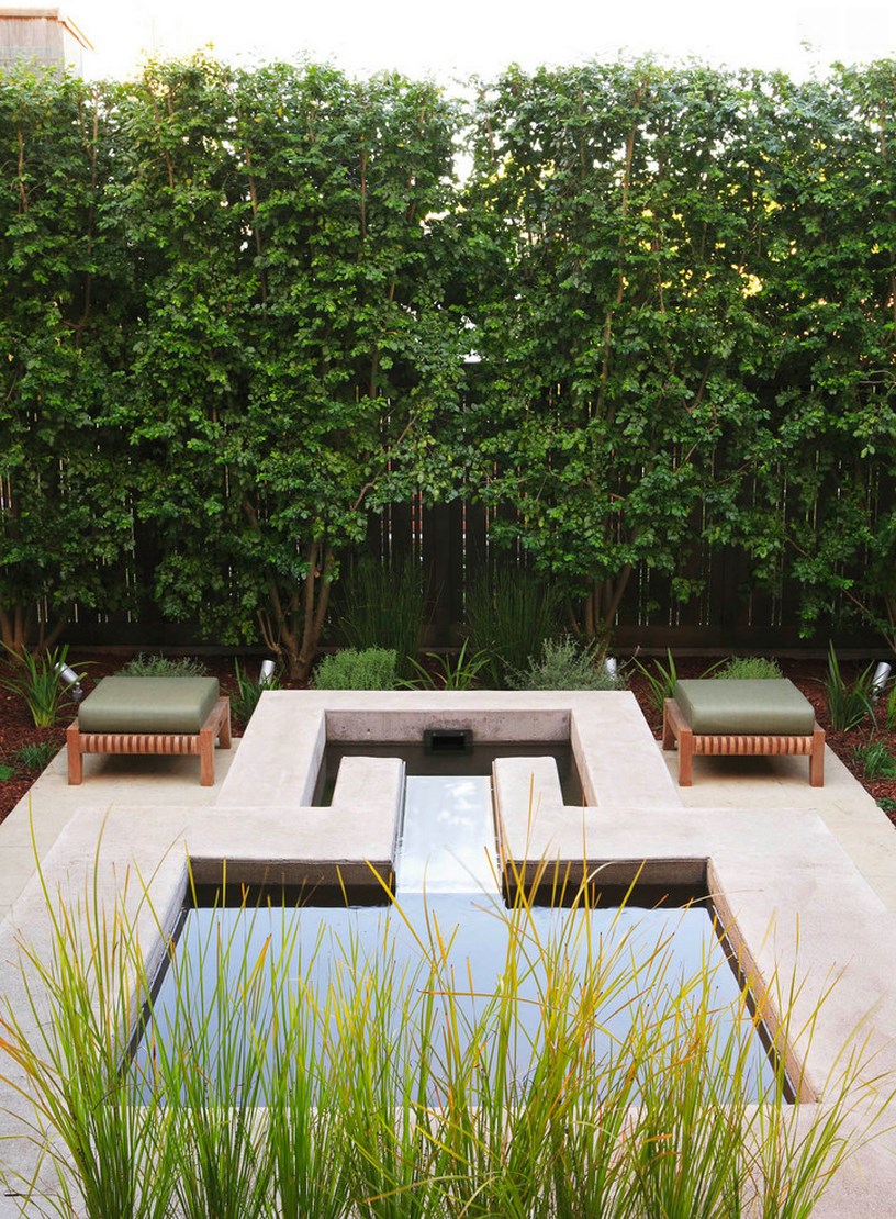 Italian-buckthorn-adds-greenery-to-a-modern-patio
