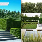 Kinds of garden hedge that will be awesome for your outdoor decoration2