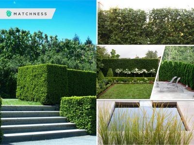 Kinds of garden hedge that will be awesome for your outdoor decoration2