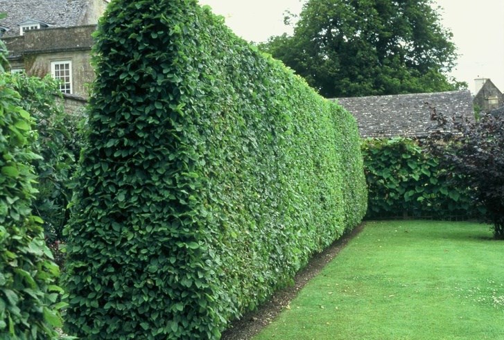 Privet-creates-a-lush-wall-of-greenery