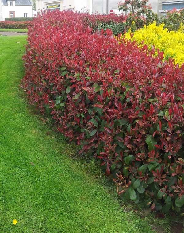 Best-plants-for-screening-photinia-garden-landscape-ideas-privacy-plants-garden-hedges