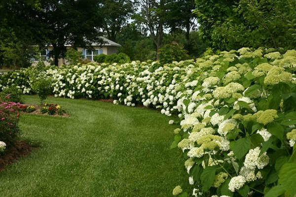 Best-screening-plants-garden-landscape-garden-decorating-ideas-hydrangea-privacy-hedge