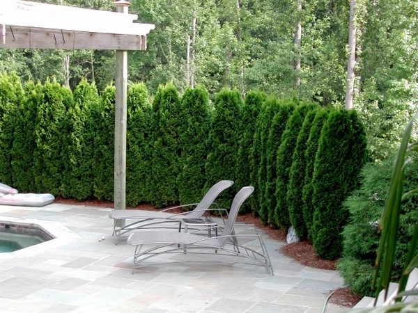 Garden-privacy-protection-hedge-plants-pool-terrace