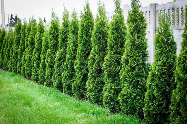 Garden-screening-plants-thuja-garden-privacy-plants-garden-landscape-ideas
