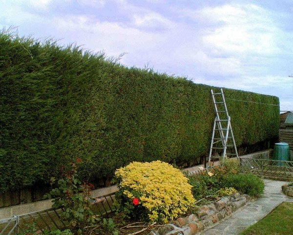 Hedge-cutting-garden-maintenance-plants