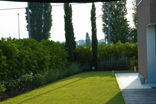 Hedge-growing-garden-privacy-ideas