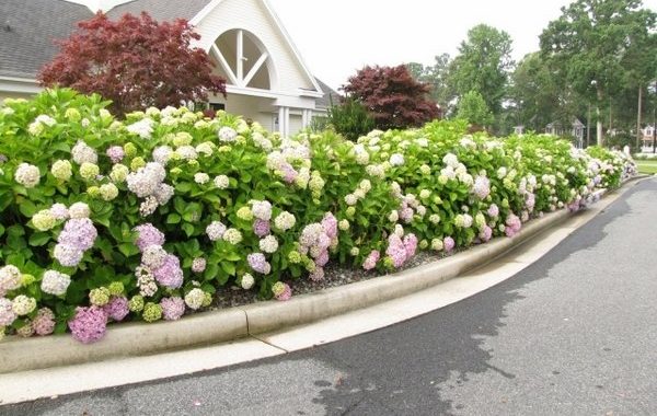 Privacy-protection-hedge-garden-hydrangea-purple-road-sides