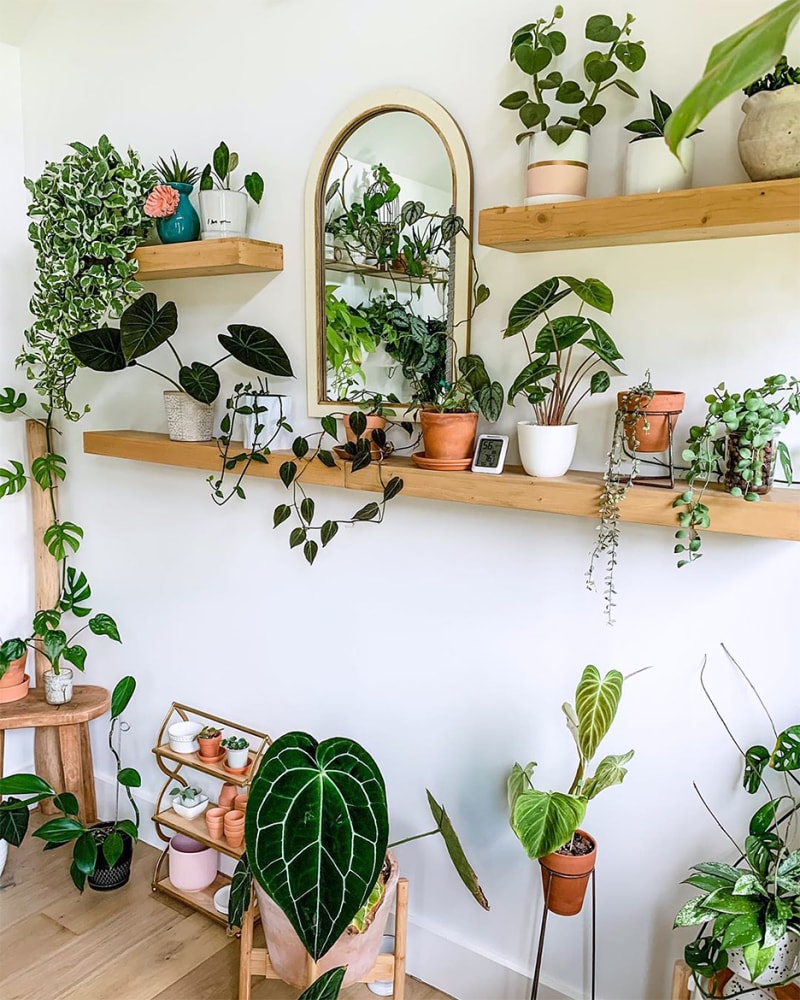 00-feature-plant-shelves-domino-fancyplantschic