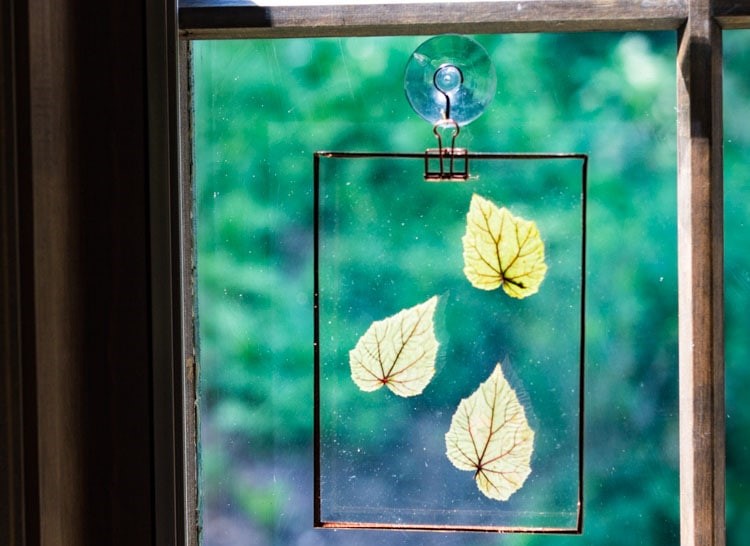 1-begonia-leaves-window