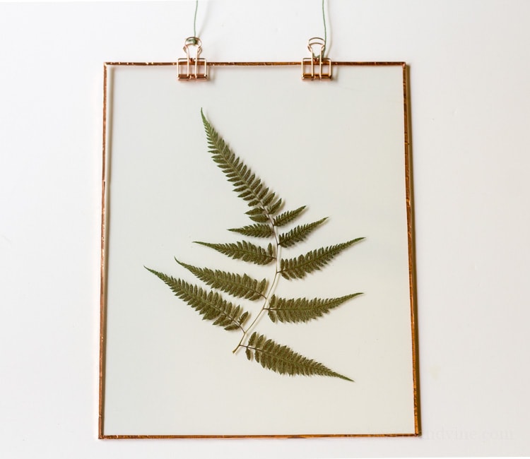 1-fern-white-background