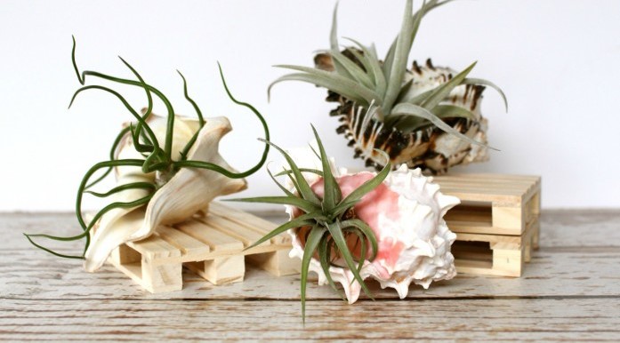 Air-plants-in-shells-diy