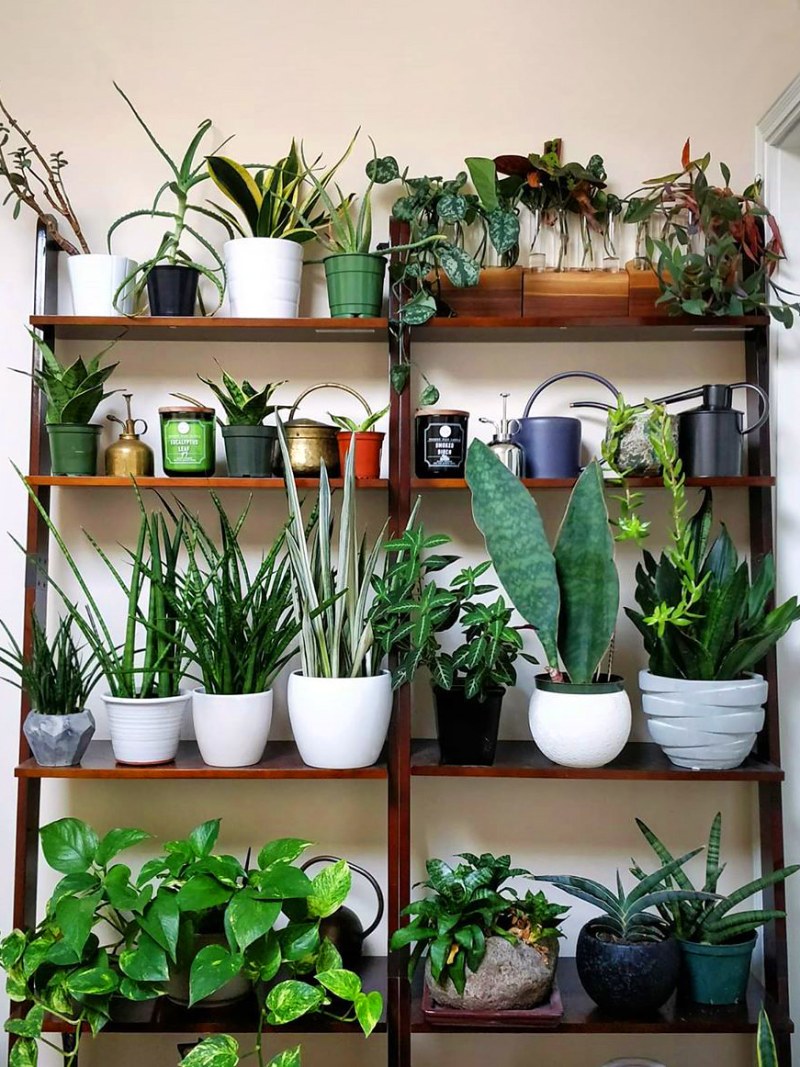 Plant-shelves-domino-houseplant-journal