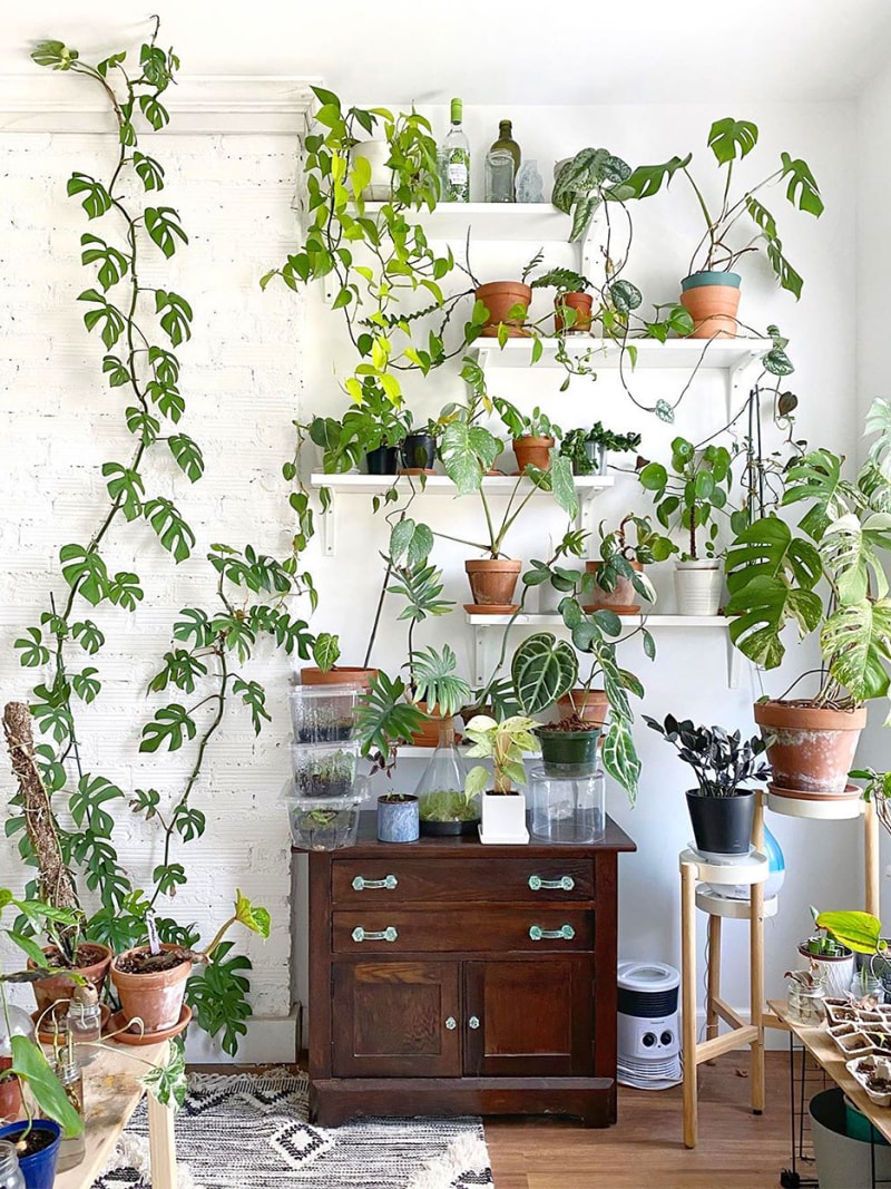 Plant-shelves-domino-jamesrenaud