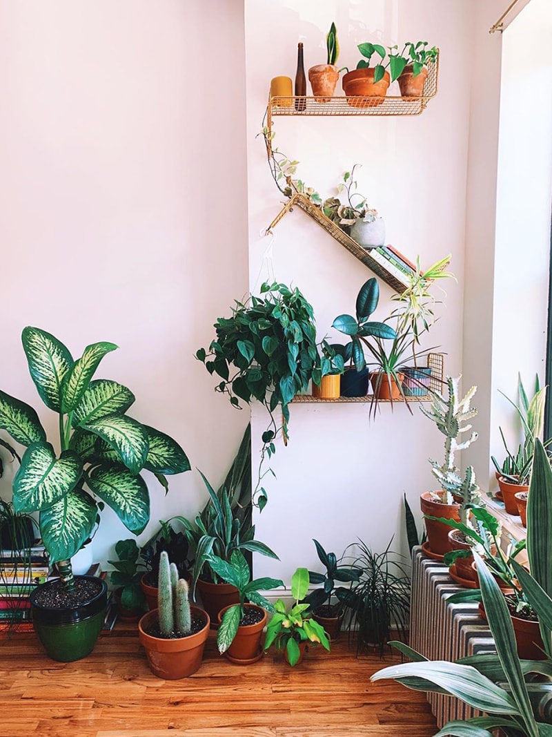 Plant-shelves-domino-plantkween