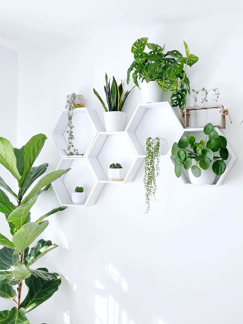 Plant-shelves-domino-thosepositiveplants