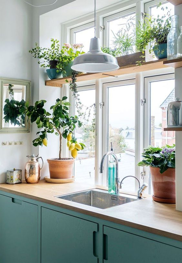 Window-shelf-plants-in-the-kitchen