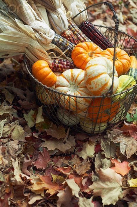 11-a-wire-basket-filled-with-gourds-and-corn-plus-corn-husks-for-outdoor-or-indoor-decor